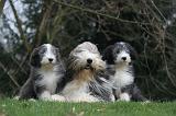 BEARDED COLLIE 458